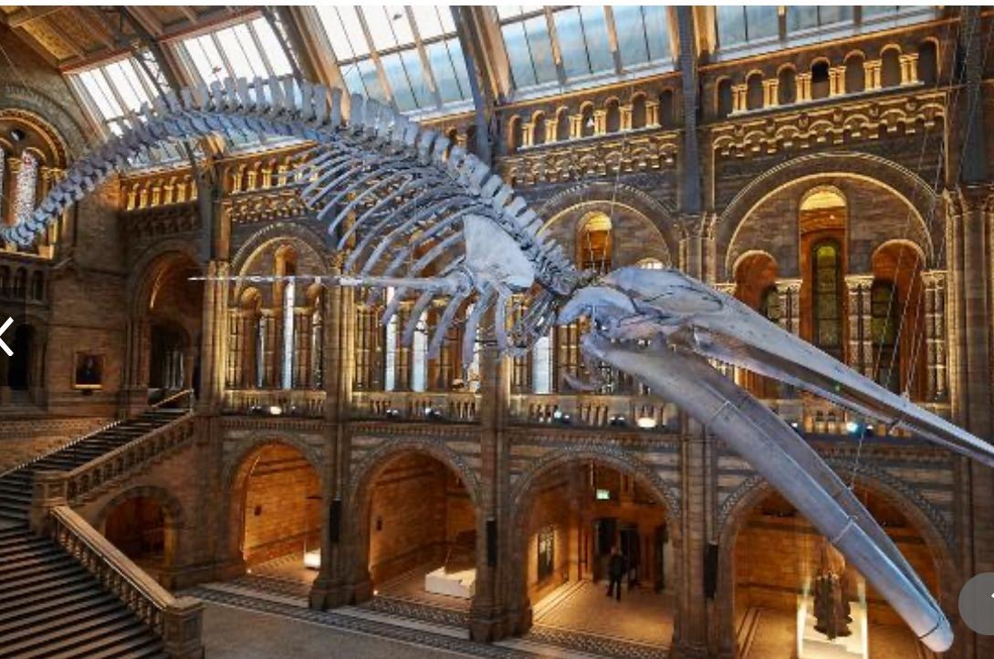 history museum